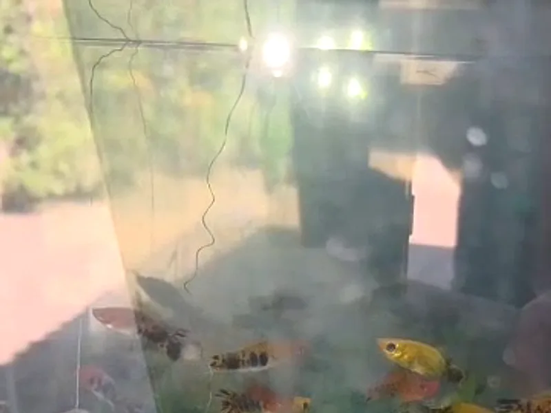 Aquariums